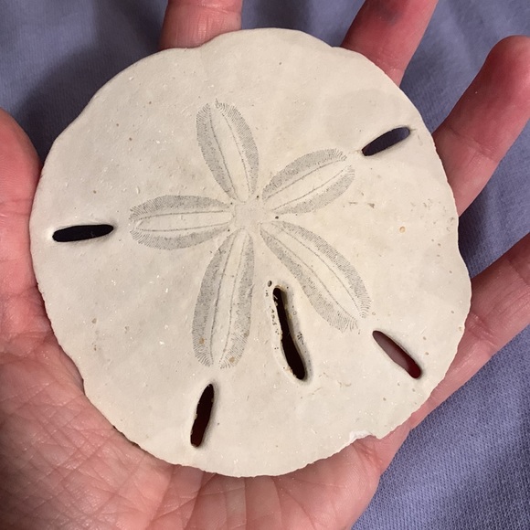 SALE!! Sea cookie or sand dollar #4 - Picture 6 of 8